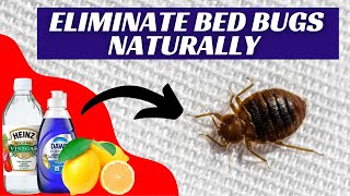 How to Kill Bed Bugs With Household Items