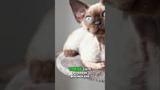 🤩 Unlock the Joy of Living with a Devon Rex Cat