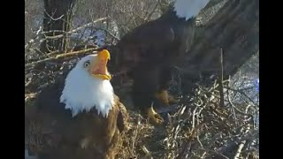 Decorah Eagles  1-23-16  Mom & Dad Vocalize A Warning