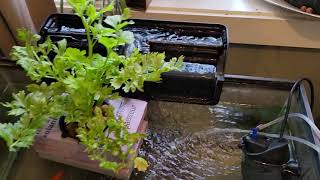 Aquaponics and garden start April 2021