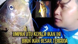 UMPAN JITU UNTUK MANCING IKAN MAORI SNAPPER/KAMPURAN/LURIK