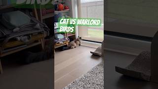 Cat VS WARLORD birds #spanian #funny #fyp #foryou #viral #viralreels #foryourpage #viralshorts#funny