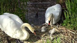 Alle jonge zwanen voor het eerst de vijver in en er gelijk weer uit en snel op het nest klauteren.