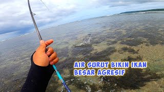 LUAR BIASA‼️ Mancing di air surut bisa panen strike ikan bubara/GT lebar lebar