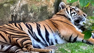 Tiger Resting at Disney’s Animal Kingdom 4.29.24