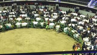 🐂🐂Rodeo Acrópolis 20/01/2018