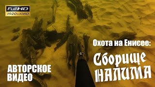 Зимняя подводная охота на Енисее. Стая налимов (2015, с озвучкой)