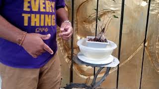 Fertilizing Bonsai Trees | How to Water Bonsai | Water Bonsai Tree