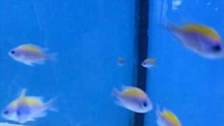 Sunshine Chromis (Chromis insolatus)