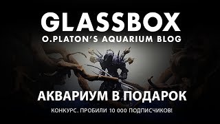 Аквариум в подарок - конкурс по случаю 10 000 подписчиков.