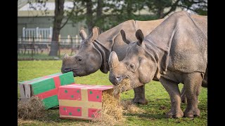 No time like the present for rhinos at Whipsnade Zoo