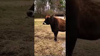 Cows came rushing towards them while they started doing Krishna Bhajan. #krishna , great guys.