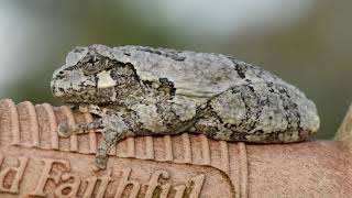 Tree Frog Trying to Sleep on Fence Gate Handle