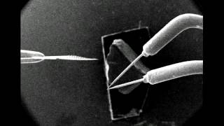 Rotation of microgripper