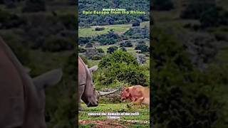 🦏Lioness escapes from the Rhinos🦁 #youtube #lioness #rhinos #animal #amazingfacts #wildlife #shorts