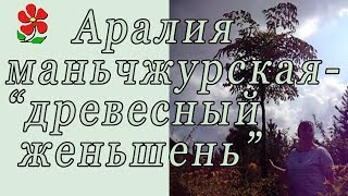 Аралия маньчжурская - "Древесный женьшень". О растении.