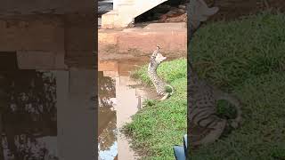 #cat hunting insects #slow motion video