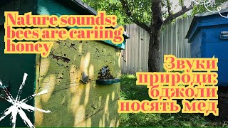 Звуки природи: бджоли на пасіці носять мед | Nature sounds: bees are carriing honey | ASMR 4k