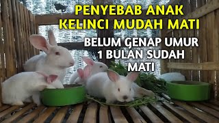 PENYEBAB ANAK KELINCI MUDAH MATI DI USIA BELUM GENAP SATU BULAN