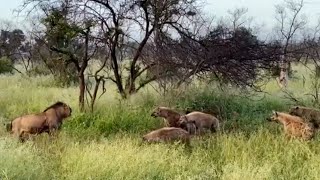 Young male lion gets challenged by hyenas