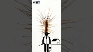 Why You Should Never Kill a House Centipede | #centipede #youtubeshorts #shorts