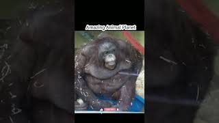 Funny Orangutan