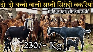 दो दो बच्चों वाली सस्ती सिरोही बकरियां || Sirohi goat farming in India| Shree Goats Farm.