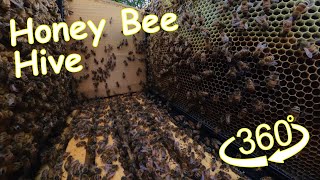 Inside The Hive Honey Bees 360 View #VR #360video #beekeeping