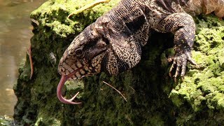 Tegu Drinking 01 Footage