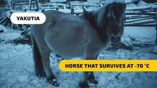 Yakutian Horses - the Breed That Survives at -70°C