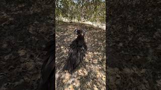 Dangerous bird rescue kr Lia #minizoo #pets #minivlogs #rescue