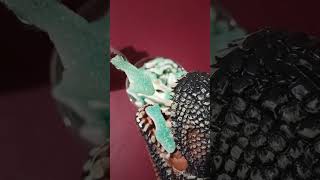 DINOSAUR ENJOY EATING GUMMI DOLPHIN 🐬 CANDY #asmr #toys #gummy #subscribe #shorts