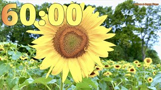 60 Minute Sunflower Field 🌻🌻Timer Countdown⏳