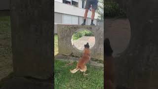 Il lui vole son téléphone😱.    #video #viral #youtubeshorts #dog #malinois #chien #atom #k9 #phone