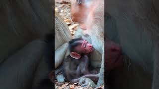 Ep449. Adorable Monkey Has the Cutest Reaction to Meeting a New Friend