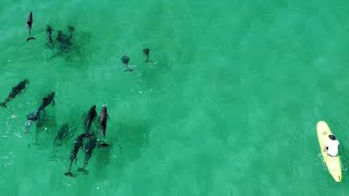 PERFECT BEACH WITH DOLPHINS 🐬 | Slippery Surfa