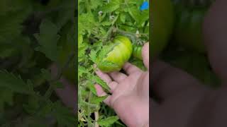 My garden tomatoes