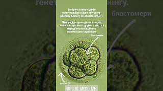 Embryo of the third day of cultivation after hatching - dissection of the zona pellucida  (ZP).