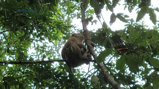 Poor Monkey Family Rose Living Under Big Rain Looks Very Pitiable