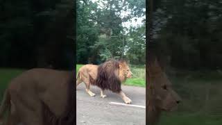 Majestic Lion casually passing by Cars   tiktok emma cxmpbell