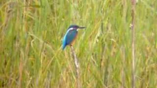 Kingfisher, Zanderij Crailo