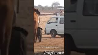 A calf trap in a pit of mud #shorts #animalshorts #animals #elephant #wildlife #animalplanet