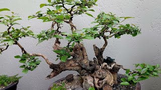 Wow Maganda Talaga Ang Bonsai Sa Garden...