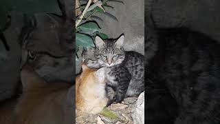 Cute Little kittens #youtube #shortsofyt #viralvideo #catlover