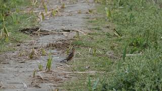 Eurasian wryneck at Okhla bird sanctuary.