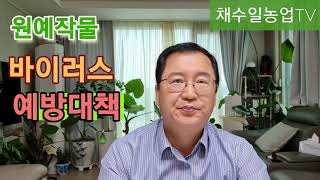 원예작물/바이러스/예방대책~ 식물바이러스/칼라병 예방법