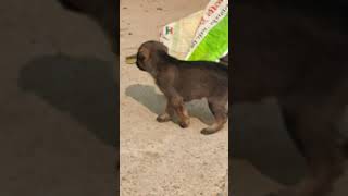 Cute little street dog puppy's#shorts