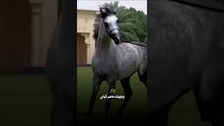 صهيل الخيل#explore #اكسبلور #خيل #شيلات #لايك