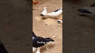 Feeding Pigeons @Home|#Shorts