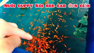 Thu nhập khủng nhờ việc nuôi cá bảy màu | Số lượng koi red ear khủng trên 2.000 con